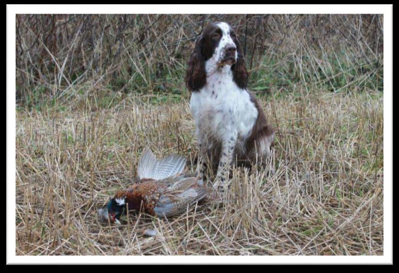 Springerspanielit ry JALOSTUKSEN TAVOITEOHJELMA 85 (117) 4.3.