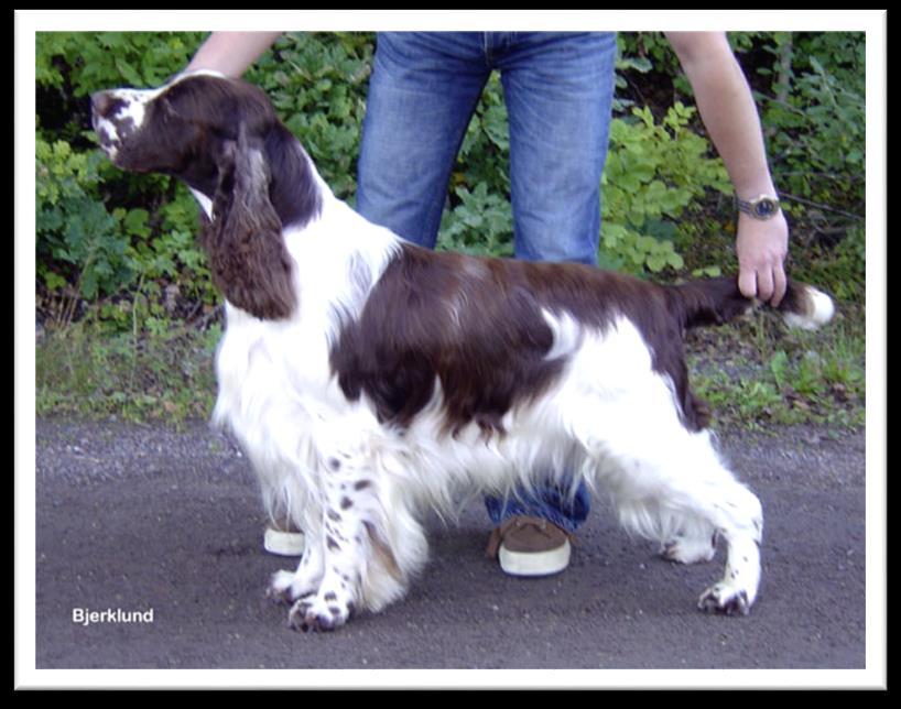 Springerspanielit ry JALOSTUKSEN TAVOITEOHJELMA 86 (117) Karvapeite on suora ja tiivis sekä säänkestävä. Häntä ei saa nousta selkälinjan yläpuolelle. Säkäkorkeus on keskimäärin 51 cm.