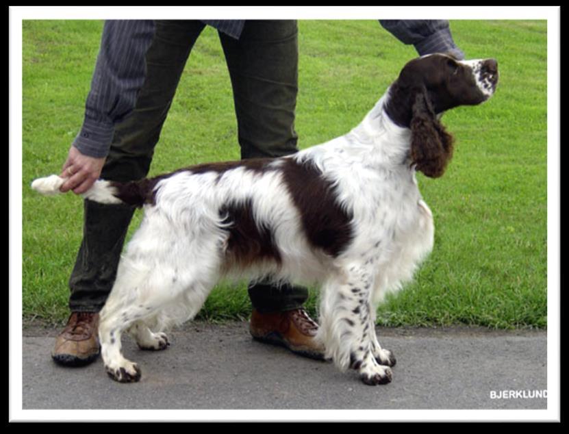 Springerspanielit ry JALOSTUKSEN TAVOITEOHJELMA