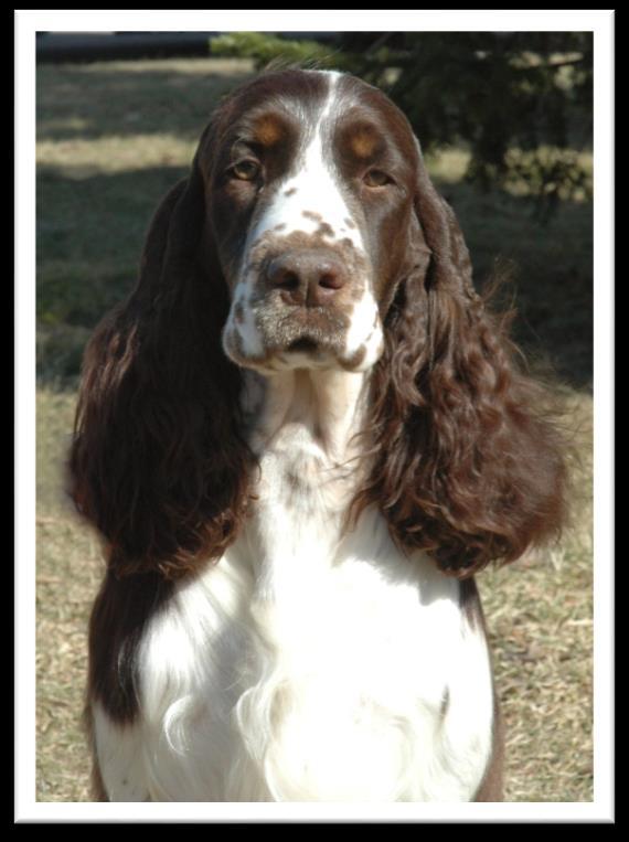 Springerspanielit ry JALOSTUKSEN