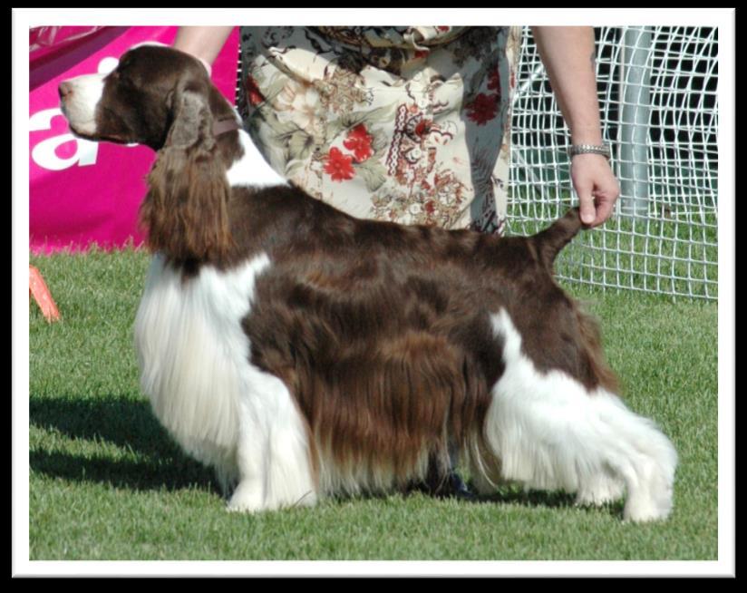 Springerspanielit ry JALOSTUKSEN