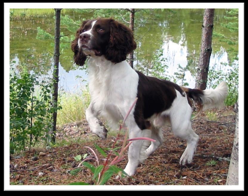 Springerspanielit ry