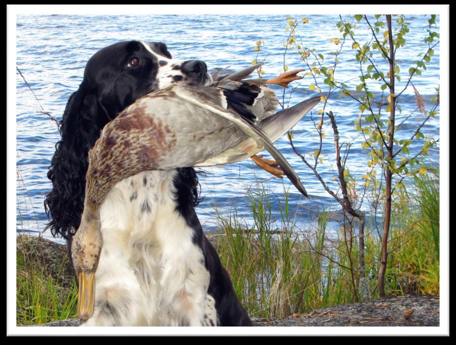 Springerspanielit ry JALOSTUKSEN TAVOITEOHJELMA 93 (117) Koiran tulee olla luustoltaan terve. Sillä pitää olla normaali näkö ja kuulo. Luomien tulee olla tiiviit.