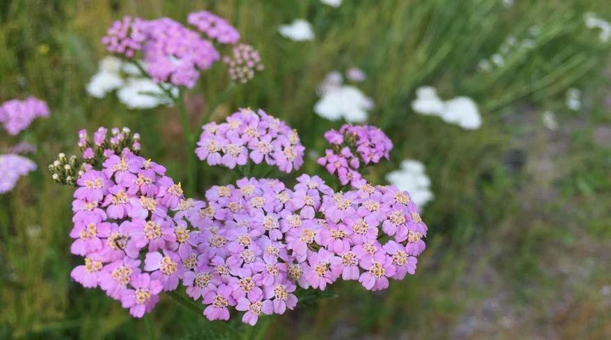 SIANKÄRSÄMÖ Tieteellinen nimi: Achillea millefolium Levinneisyys: yleinen koko maassa Kasvupaikkoja: pihat, pientareet, niityt, kuivat ja aurinkoiset paikat Käytettävät osat: lehdet, kukat Tunnistus: