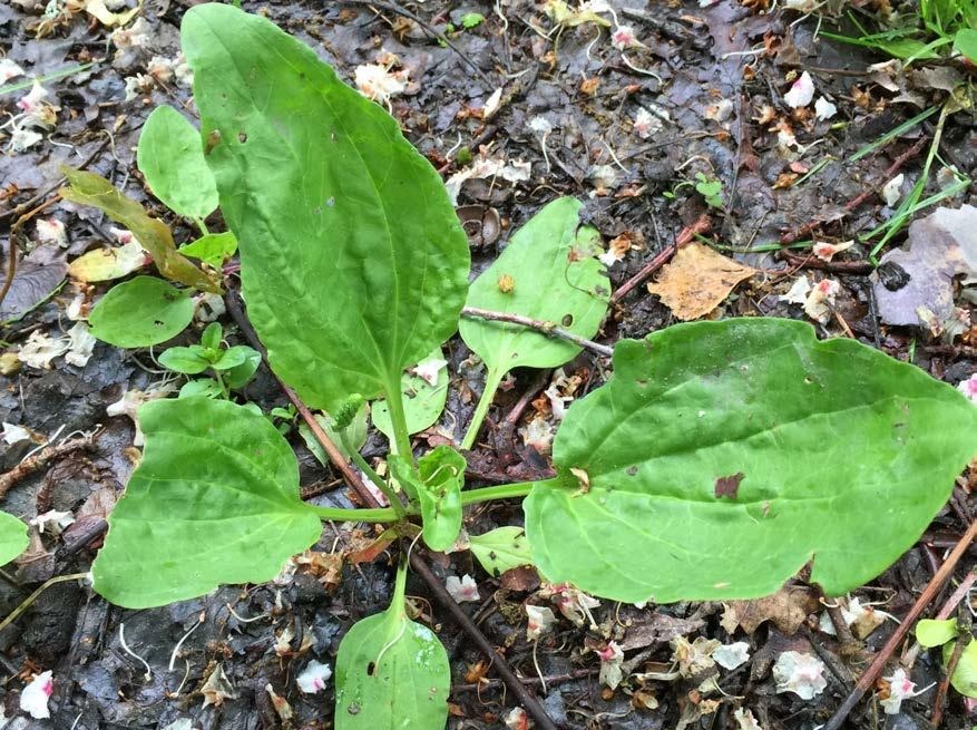 alkukesästä kukintaan saakka, muuttuvat sitkeiksi siemenet loppukesästä Muuta: ravintolisänä ja ummetuksen hoitoon käytettävä psyllium-kuitu on piharatamon sukulaisen rohtoratamon