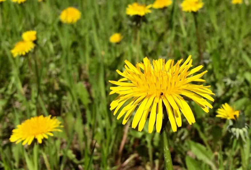 VOIKUKKA Tieteellinen nimi: Taraxacum Levinneisyys: yleinen lähes koko maassa Kasvupaikkoja: pihat, niityt, nurmikot, joutomaat Käytettävät osat: lehdet, kukat, nuput, juuret Tunnistus: 10 50 cm