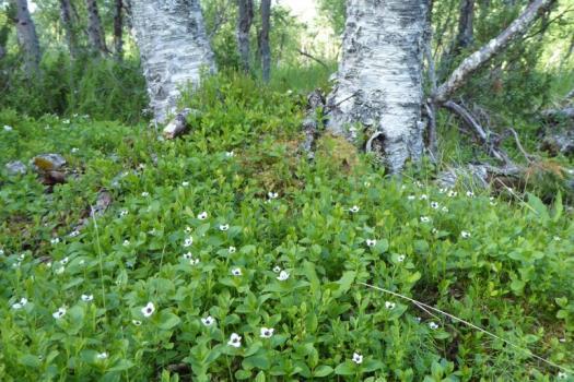 Variksenmarja-jäkälä-seinäsammal-tunturikoivikot Variksenmarja-mustikka-tunturikoivikot