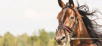 TalliPro Elektrolyytti Hevosille suunniteltu elektrolyytti, joka korvaa hevosen hikoillessa menettämiä suoloja juuri oikeissa suhteissa.
