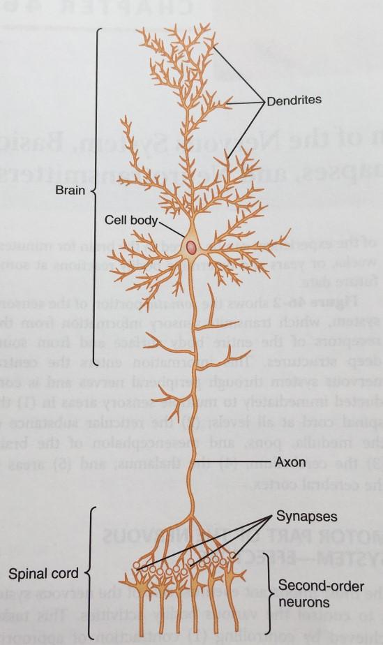 5 Figure 2. The structure of a neuron in the brain. (Hall 2016) There are several types of neuroglial cells in both CNS and PNS.