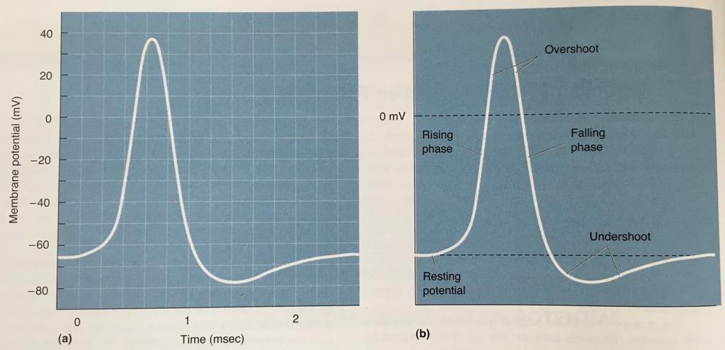 14 Figure 8. a) An action potential measured by an oscilloscope b) the phases of the action potential (Bear et al.