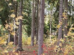 Asuntojen välissä oleva kuusikko on huonossa kunnossa. Siistitään tienvarren reunalta katkenneet raidat pois.