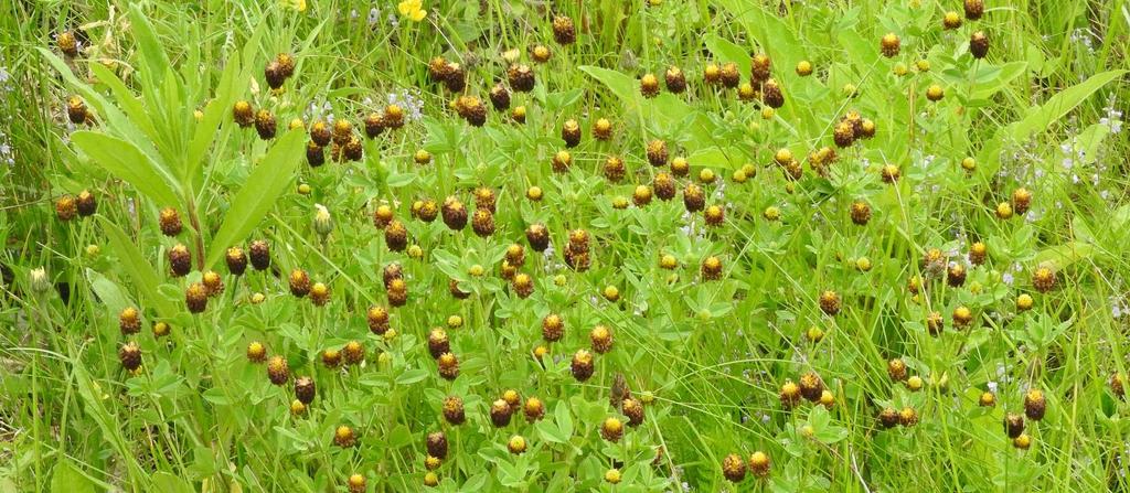 5. Musta-apilan (Trifolium spadiceum) NT esiintymä Mökkikylän musta-apilat (kartta 3) Mökkikylässä kasvaa autiotalon pihassa noin neliömetrin laajuinen kasvusto musta-apilaa (kuva 4).