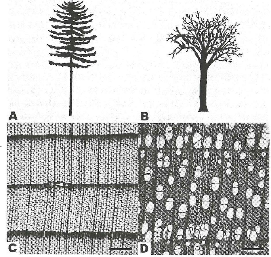 16 Figure 7 A softwood configuration B hardwood configuration C Douglas firs