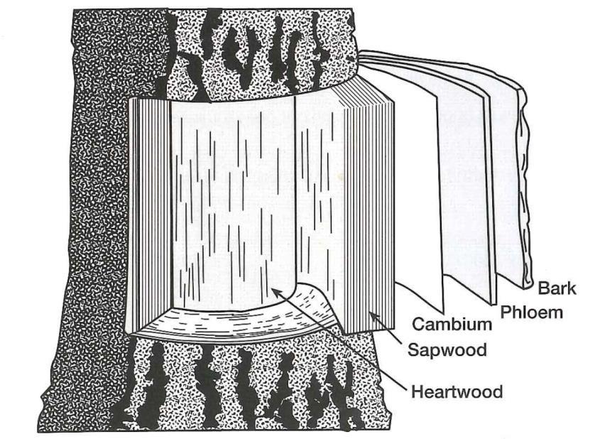 19 Figure 11 Bark is debarked before pulping. (Kellomäki 2009, 21) Direction from the outer layer bark, phloem, cambium, sapwood and heartwood. Bark is dead wood cells that protect wood.