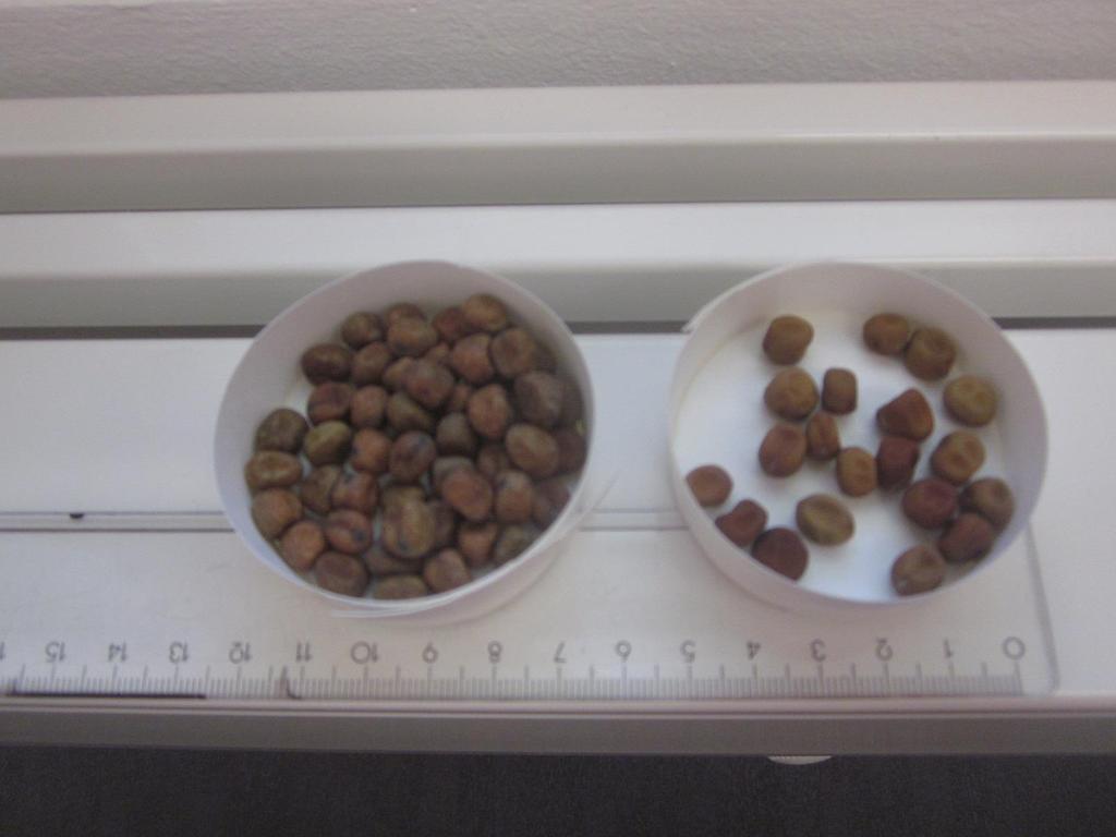 Vihreänä kerättyjä herneitä (Phaseolus vulgaris),