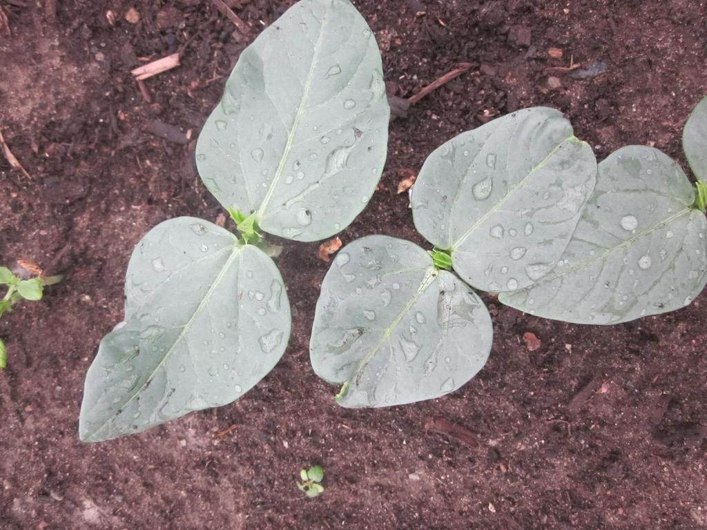 Hernekasveihin kuuluvan lehmänpavun eli pitkäpavun (Vigna unguiculata) viljelyä Kokeiltiin Luken kasvihuoneessa 2016.
