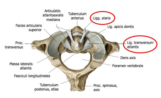 6 ligamentum longitudinale anterius sekä rangan takapuolella kulkeva ligamentum nuchea (kuvio 5).
