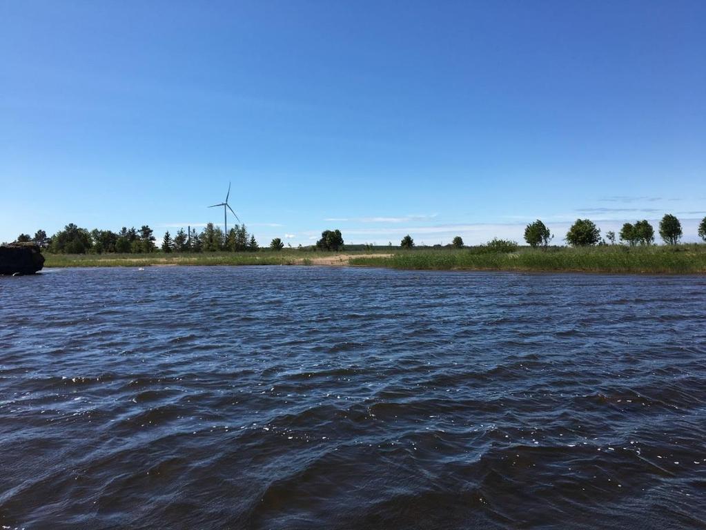 tutkimuksissa on esiintynyt runsaasti siian ja muikun poikasia.