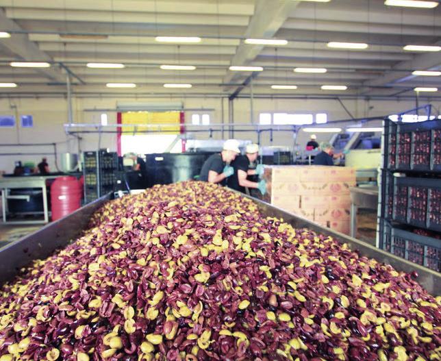 MANI FOODS PK-YRITYSTEN ESIR-RAHOITUS Sijainti: Kreikka Ala: teollisuus, maatalous, pienet ja keskisuuret yritykset Palkittu Kalamata-oliivien tuottaja