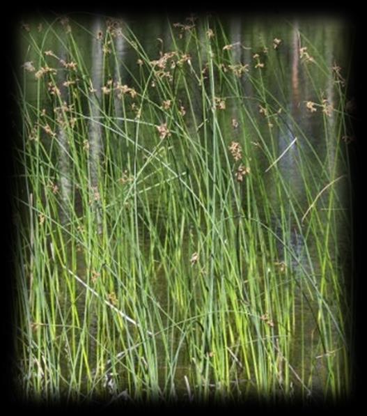 Järviruoko (Phragmites australis) kansankielellä