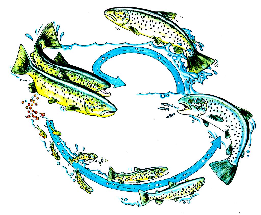Luonnossa menestyvät istukkaat Konkreettisia tavoitteita: Villiytetyt kalakannat takaisin luonnonkiertoon (esim.