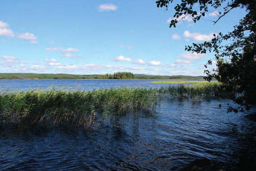 Suomen Luontotieto Oy KORPILAHDEN KURJENNIEMEN RANTA-ASEMAKAAVA ALUEEN LUONTOARVOJEN PERUSSELVITYS 2018 1.