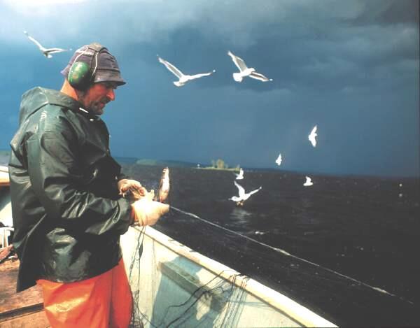 THL:n Kalastajatutkimus Koska Suomessa altistuminen tapahtuu pääasiassa kalan kautta, niin ryhmä, joka altistuu eniten