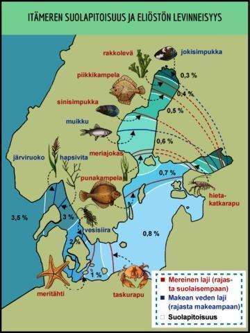 Itämeren prosesseja / olosuhteita, jotka vaikuttavat haitta-ainepitoisuuksiin kaloissa I Itämeri murtovesiallas Suomen rannikolla pärjäävät samat kalalajit kuin makeissa vesissä