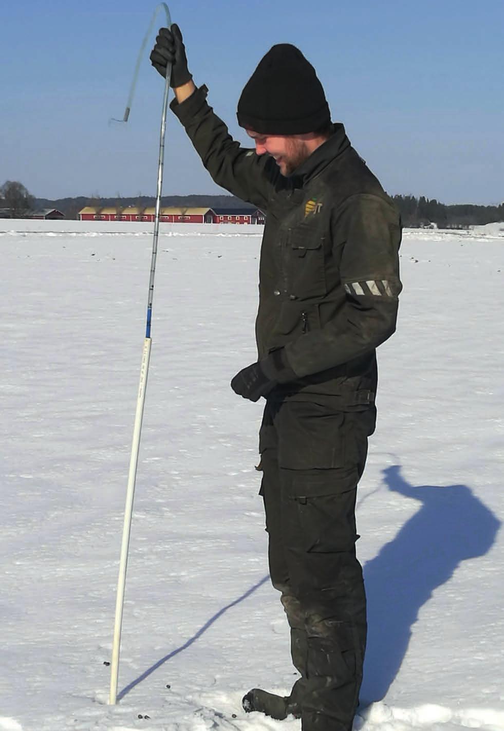 JUURIKASSARKA