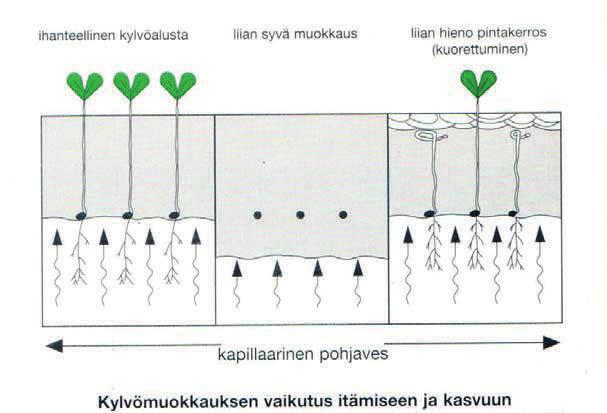 Juurikkaan kylvön teoria Siemen /siemenmäärä Siemenetäisyys /riviväli Kylvössä tarvittavan siemenmäärän voi laskea seuraavalla tavalla 1000 Siemenen tarve yksikköä/ha = (riviväli cm) x