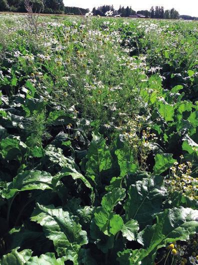 Cliophar on vesiliukoinen konsentraatti ja väriltään keltainen. Tehoainemäärien suhteen 0,2 l/ha Cliopharia vastaa 165 g/ha Matrigon 72 SG:ta. Tehoaine vaikuttaa rikkakasveihin lehtien kautta.