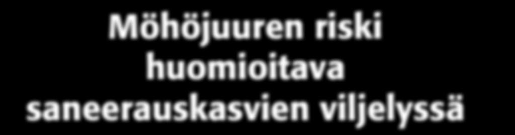 Möhöjuuren riski huomioitava saneerauskasvien viljelyssä Möhöjuuri on merkittävä öljykasvien satoa alentava juurisairaus.