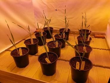 Saatujen tulosten tarkastelussa ja havainnollistamisessa käytettiin hyödyksi Excel-taulukkolaskentaohjelmaa. Alkuun mainittakoon, että kasvustojen kehittymisajoissa oli huomattavia eroja.