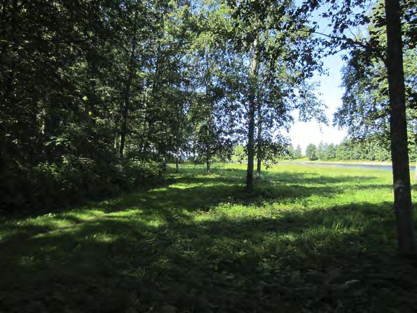 Aluskasvillisuus siistitty koneellisesti niittämällä.