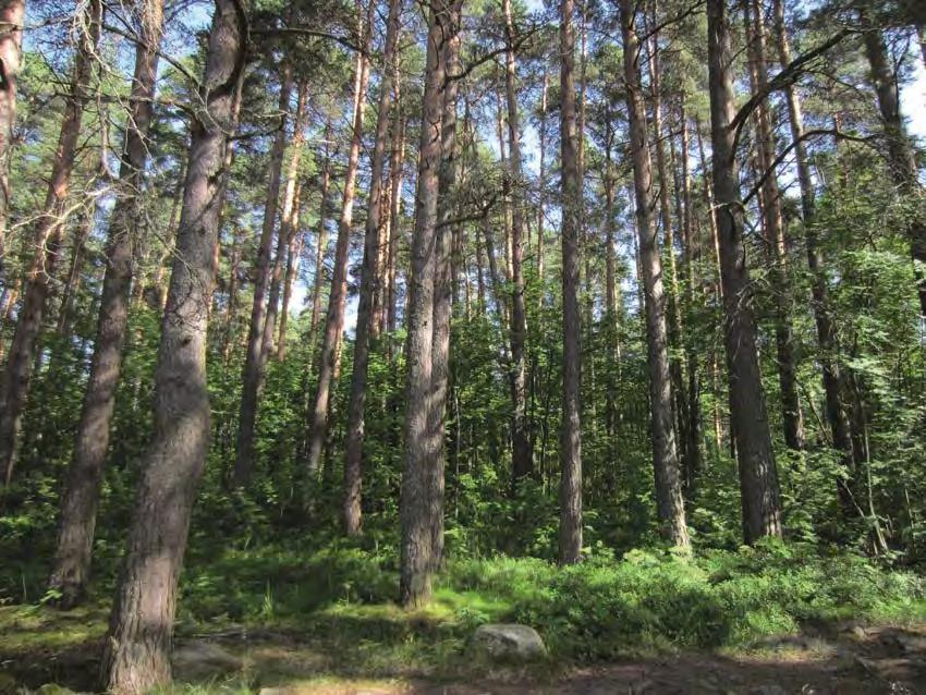 6 Kuvio 10: Tuoreen kankaan (MT) varttunut männikkö. Valoisan metsikön kenttäkerroksessa esiintyy mustikan ohella paikoin runsaasti metsäkastikkaa. Pensaskerroksessa pihlajaa. Kuva 3-4.