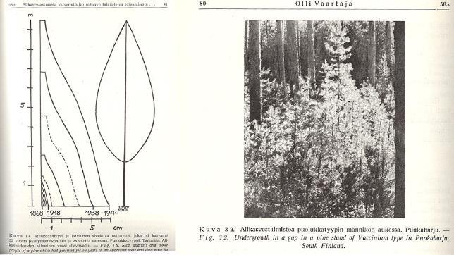 ALIKASVOSTEN ELPYMISKYKY Kuva oikealla: