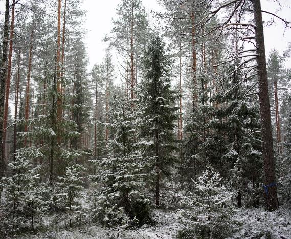 metsäkanalinnuille Tuohen hakkuissa jätetään runsaasti jyhkeitä säästöpuita