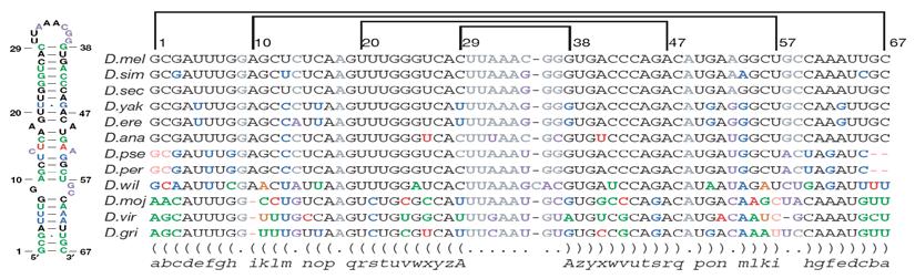 Unusual gene structures Novel structural families