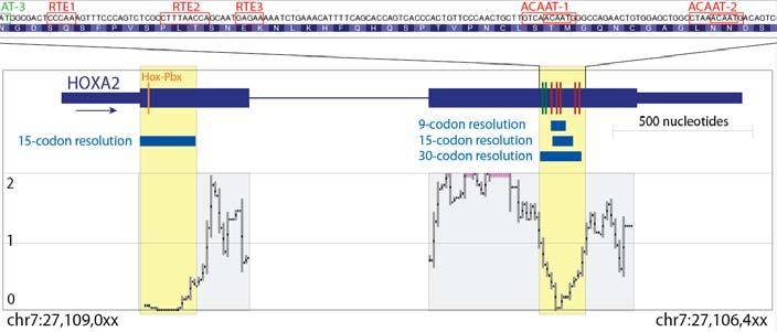 Continued proteincoding conservation 2 nd stop codon No more conserv Synonym.