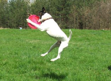 Iitti DiscGolfPark Frisbeegolfin harrastamiselle on Iitissä hyvät olosuhteet hiihtomajan läheisyyteen valmistuneella ilmaisella 18 väyläisellä radalla, joka on kunnan rakennuttama.