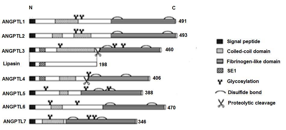 Figure 9. ANGPTL protein family.