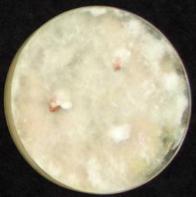 Fusarium-laji Teho F.