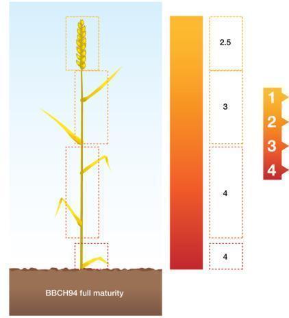 Fusarium-sieni voi kasvaa kasvissa siemenestä kortta myöten ylöspäin samalla