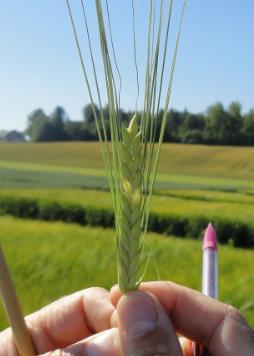 keskimääräisesti rihmastoa = paljon rihmastoa Lähde: BIOtransfer France