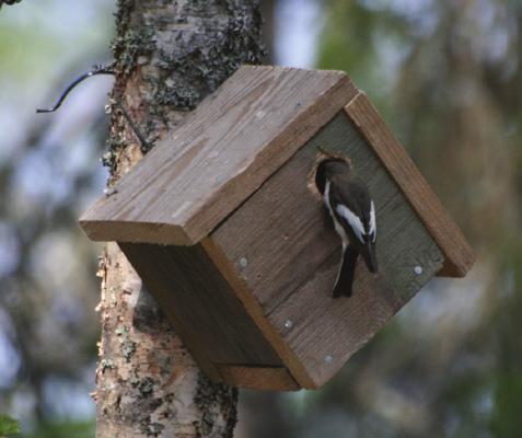 Tervetuloa, tarvikkeet valmiina! Kuvassa oleva linnunpönttö on tehty vanhan Härmälän kansakoulun linnunpönttömallin mukaisesti.