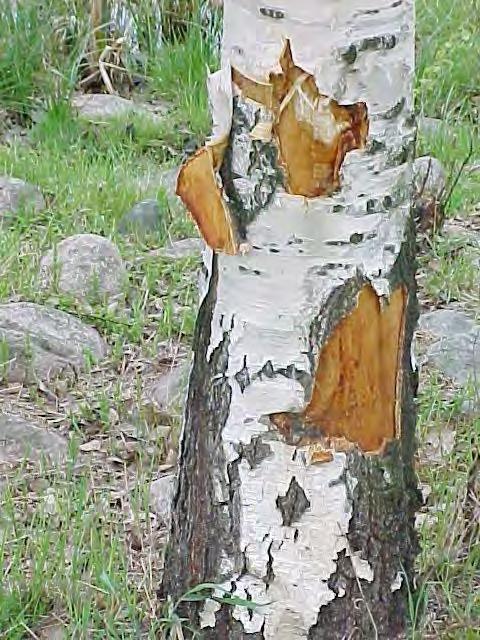 Puustolle aiheutetut vauriot ja niiden korvaaminen vaurion hinta on 1000 euroa/ vauriokohta mikäli kuorivaurio on maksimihalkaisijaltaan yli puolet puun