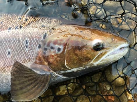 North Esk on erittäin kaunis ja kirkasvetinen joki, joka sopii erinomaisesti lohen perhokalastukseen. Stracathro.