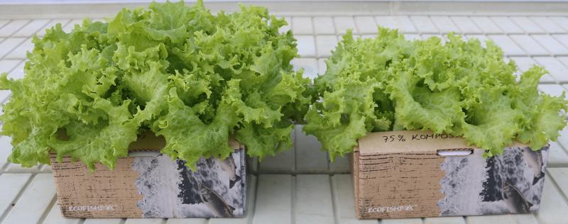Salaatti Komposti