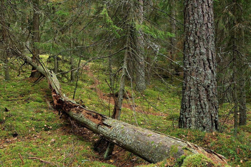 Alue on luontoarvoiltaan korvaamaton Vanhaa, luonnontilaista metsää, erilaisia metsä- ja rantatyyppejä Kartoituksissa on