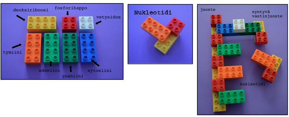 Oppilaan ohje: DNA-juosteen mallintaminen Tehtävän kesto: 15 min. - Duplo-/Lego-palikoita 2-3 kokoa ja 6-7 väriä.